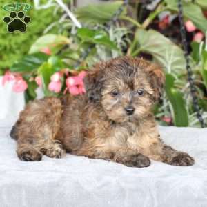 Reeses, Yorkie Poo Puppy